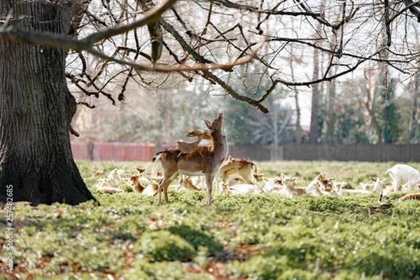 Fototapeta herd of fallow deer