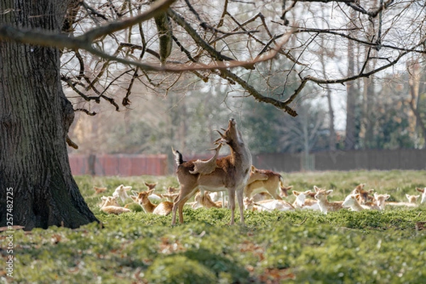 Fototapeta herd of fallow deer
