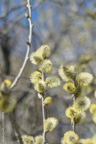 Obraz Blooming willow - closeup