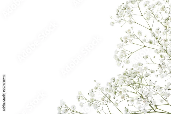 Obraz Gypsophila flowers isolated on white background