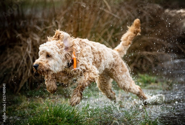Fototapeta The Cockapoo
