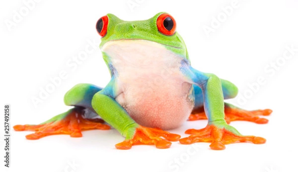 Fototapeta Red Eyed Monkey Tree Frog, Agalchnis callydrias. Tropikalne zwierzę deszczowe z żywym okiem na białym tle ..