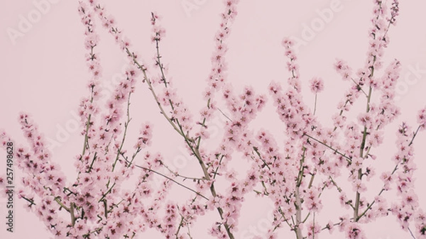 Obraz Rosa Kirschblüten