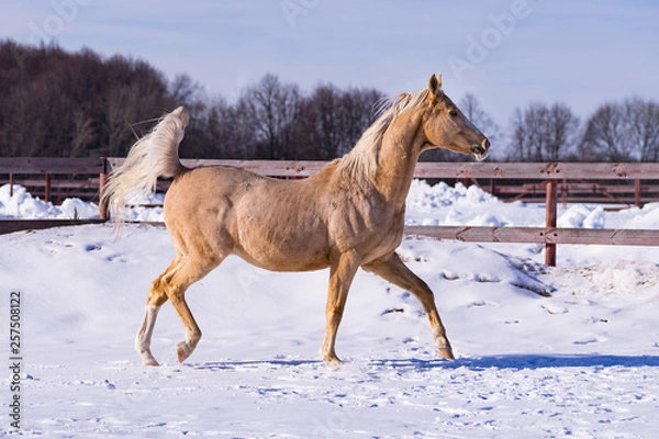 Obraz Horse on a ranch