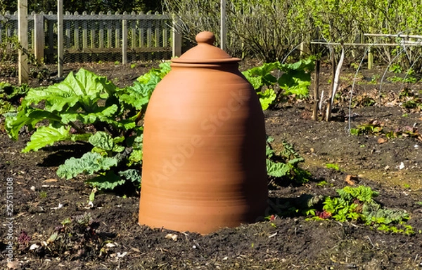 Fototapeta Terracotta rhubarb forcer or bell in patch of organically grown plants in vegetable garden. Well tended plot, with foliage and fence in background. Spring sunshine. England.