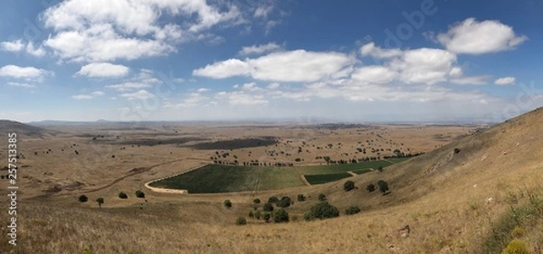 Fototapeta Wine on Golan