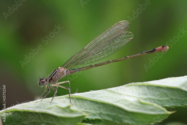 Obraz damselflies
