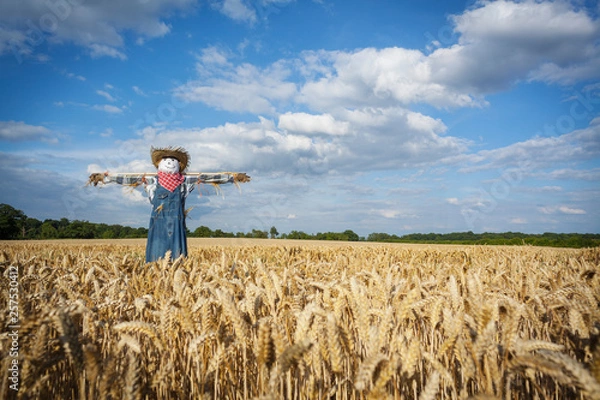Obraz Scarecrow in a Wheatfield