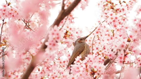 Fototapeta 河津桜とヒヨドリ