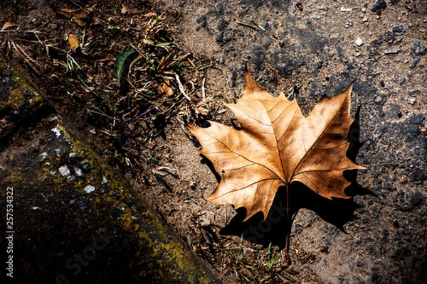 Fototapeta Outono no chão