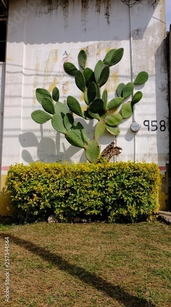 Obraz Nopal Mexicano