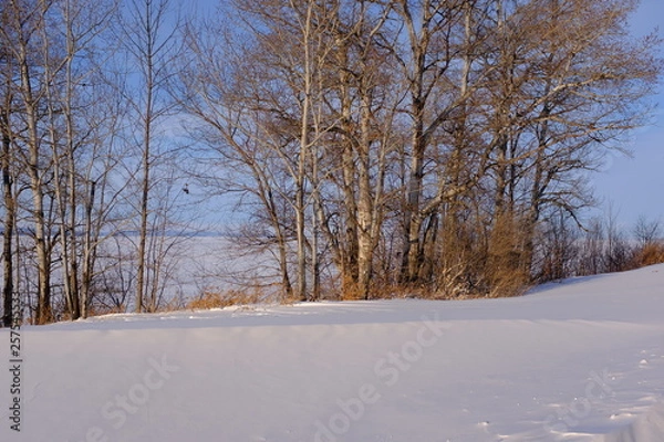 Obraz Sol de invierno