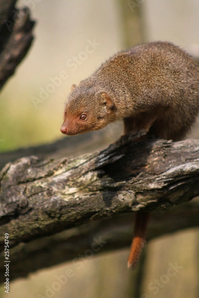Fototapeta Zwergmanguste