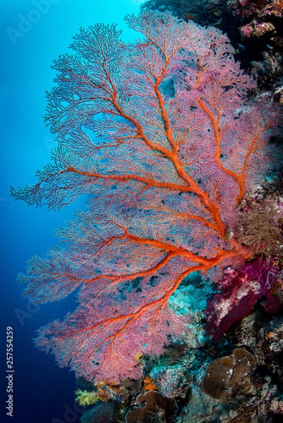 Fototapeta Coral Reef Underwater