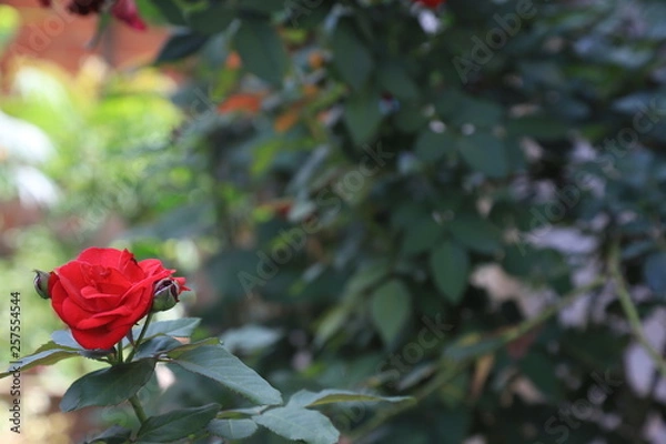 Obraz red rose in the garden