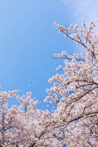 Fototapeta 満開のソメイヨシノ