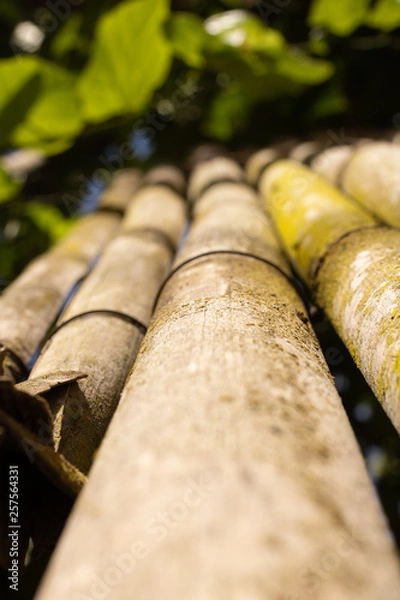 Fototapeta bamboo