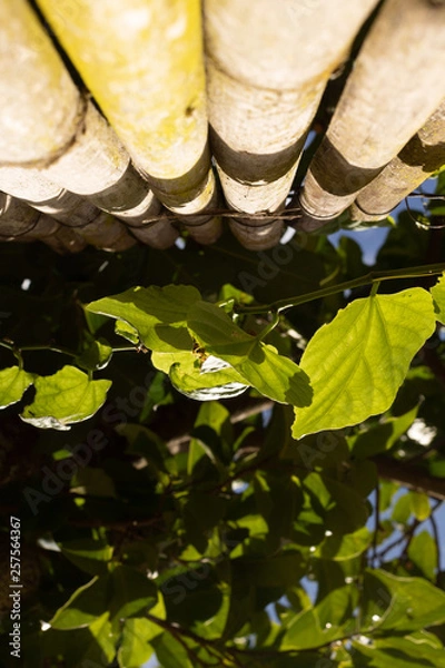 Fototapeta  leaf with bamboo