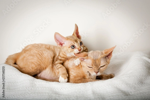 Obraz devon rex kitten biting mom