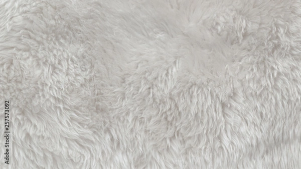 Fototapeta White wool texture background, light natural animal wool, white seamless cotton, texture of fluffy fur for designers, close-up fragment white wool carpet