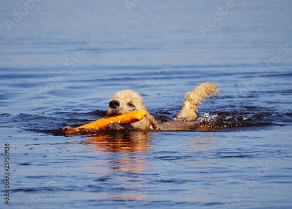 Obraz Standard poodle swimming on dog rescue service water training. Playing with an orange fetching toy in a lake  on a sunny summer day in Finland.