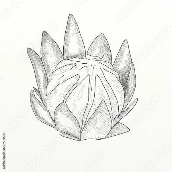 Obraz flower isolated on white background