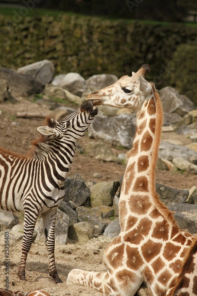 Fototapeta Zebra trying to kiss a giraffe