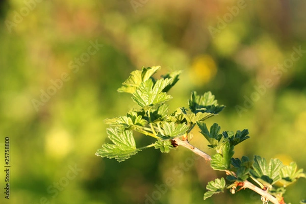 Fototapeta Leaves background