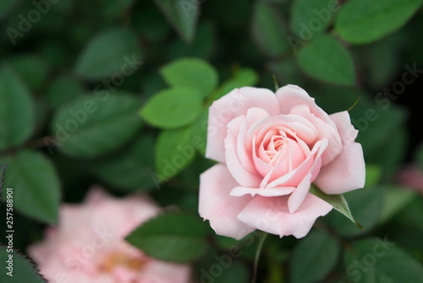 Fototapeta pink rose in garden