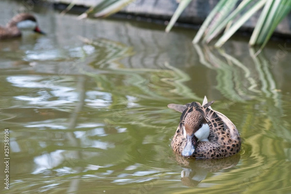 Fototapeta duck in river