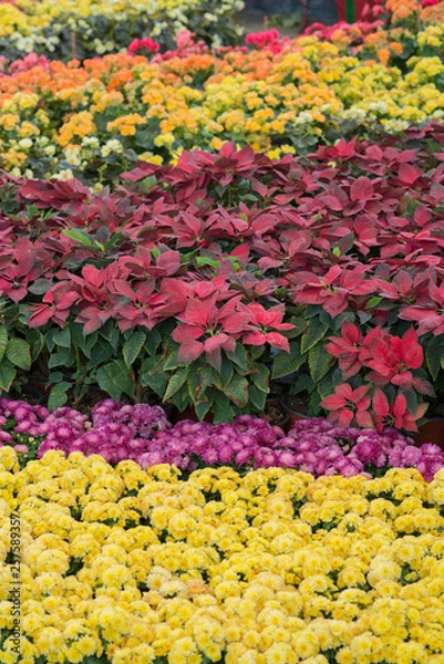 Obraz colourful flower in garden