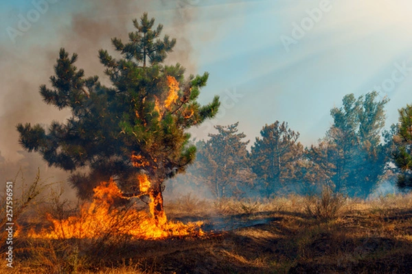 Obraz Forest Fire, Wildfire burning tree in red and orange color.