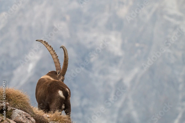 Obraz Caprocorn (Capra ibex)