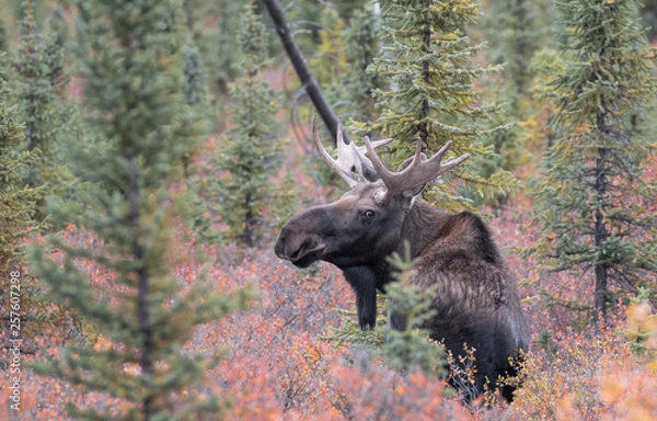Obraz Moose (alces alces), Elch