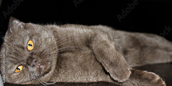 Obraz Cat with yellow eyes