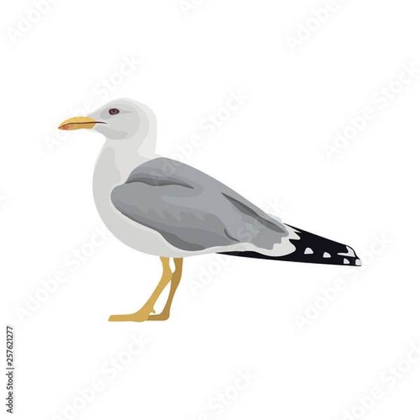 Fototapeta The common seagull mew gull European herring gull. Vector illustration. Element for your design. Resting curious standing sea bird