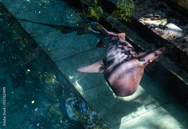 Fototapeta Nursery shark
