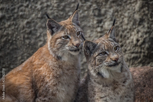 Fototapeta Babies lynx. Lynx live in dense forests, in the taiga, steppe and tundra. The lynx is perfectly able to climb trees and rocks, floats well.