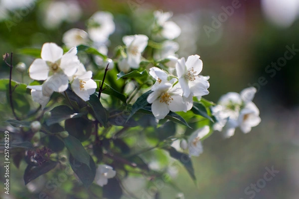 Obraz jasmine bush blossoming