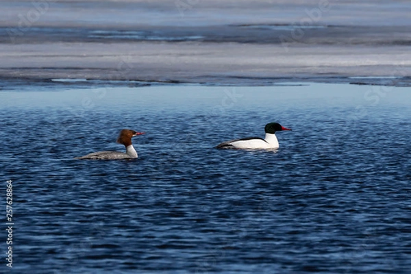 Fototapeta common merganser (Mergus merganser) on the lake 