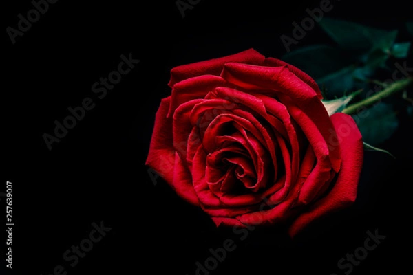 Fototapeta red rose on dark background