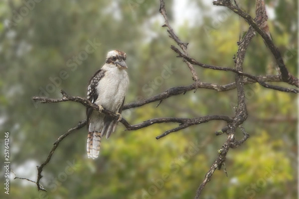 Obraz Australian Kookaburra