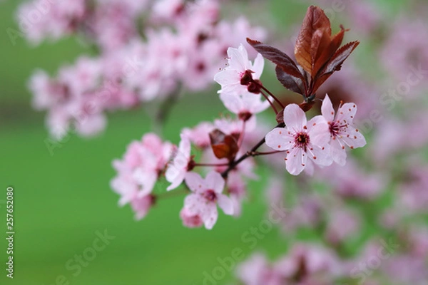 Fototapeta blutpflaume