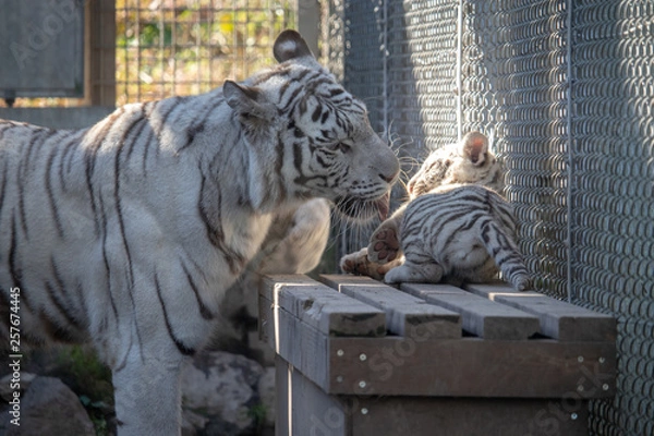 Fototapeta ホワイトタイガー, 親子
