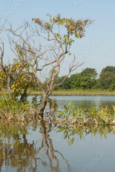 Obraz Reflection of tree in marsh