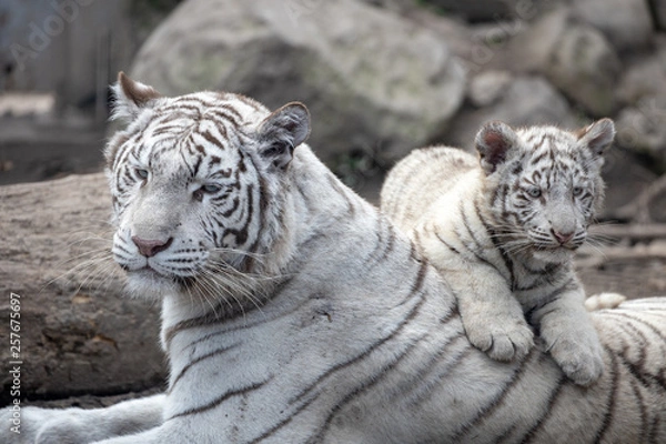 Fototapeta ホワイトタイガー, 親子