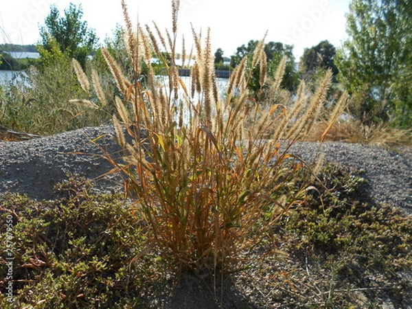 Fototapeta природа