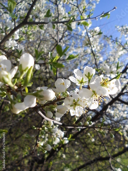 Fototapeta природа, пейзаж