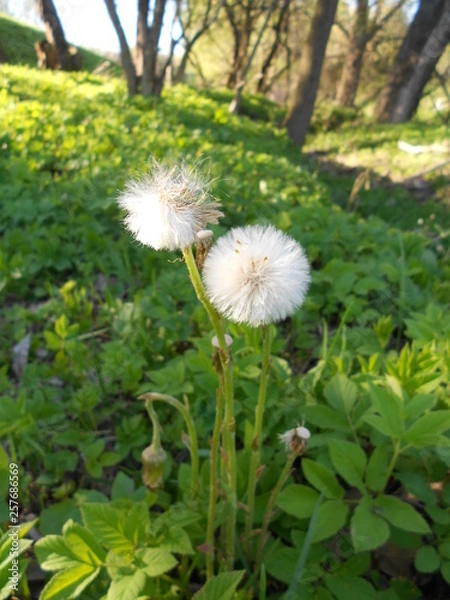 Fototapeta природа, пейзаж