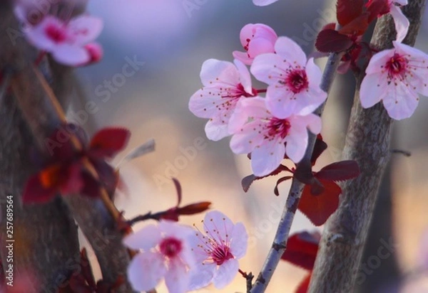 Obraz OLYMPUS DIGITAL CAMERA